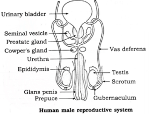 Notes-Part-1-Class-12-Biology-Chapter-2-Reproduction in Lower & Higher ...