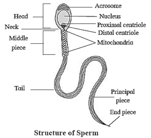 Notes-Part-1-Class-12-Biology-Chapter-2-Reproduction in Lower & Higher ...