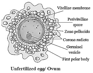 Notes-part-1-class-12-biology-chapter-2-reproduction In Lower & Higher 