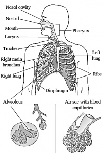 class 12 biology chapter 8 respiration and circulation notes