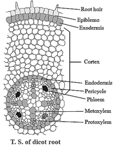 Notes-Part-2-Class-11-Science-Biology-Chapter-8-Plant Tissues and ...