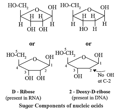 Dna Ribose Notes-Part-2-Class-12-Chemistry-Chapter-14-Biomolecules-Maharashtra ...