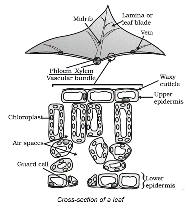 Notes-Part-1-Class-10-CBSE-NCERT-Science-Chapter-5-Life Processes